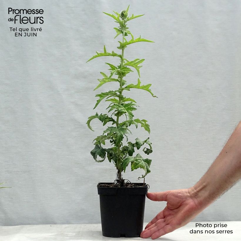 Amostra de Echinops ritro Veitch's Blue Vaso de 2 L/3 L tal como entregue no verão