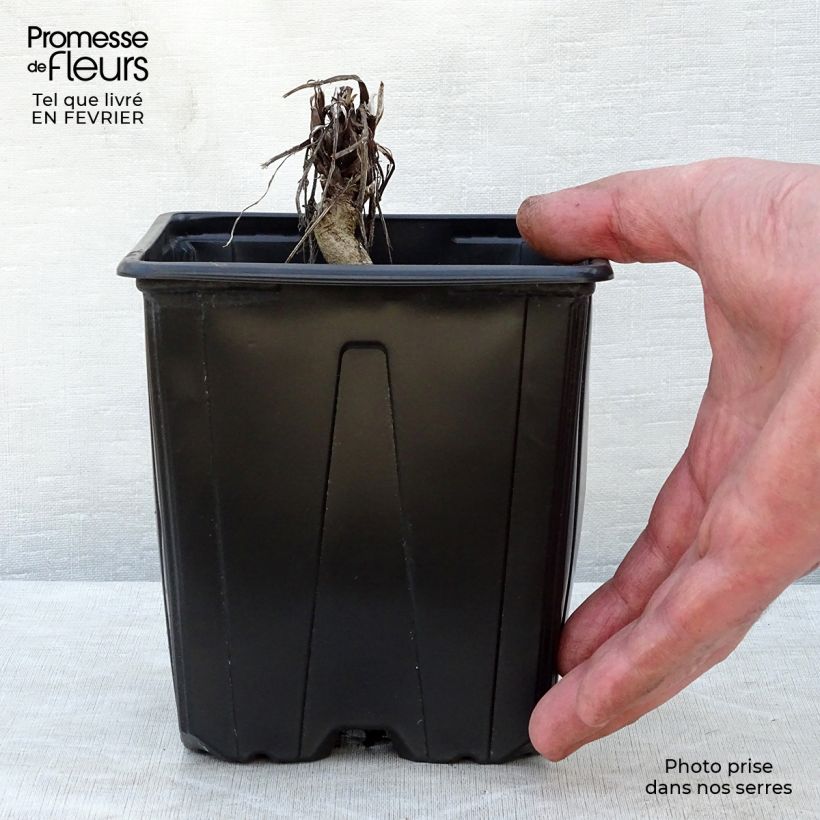 Amostra de Echinops ritro Veitch’s Blue - Chardon boule Vaso de 2 L/3 L tal como entregue no inverno