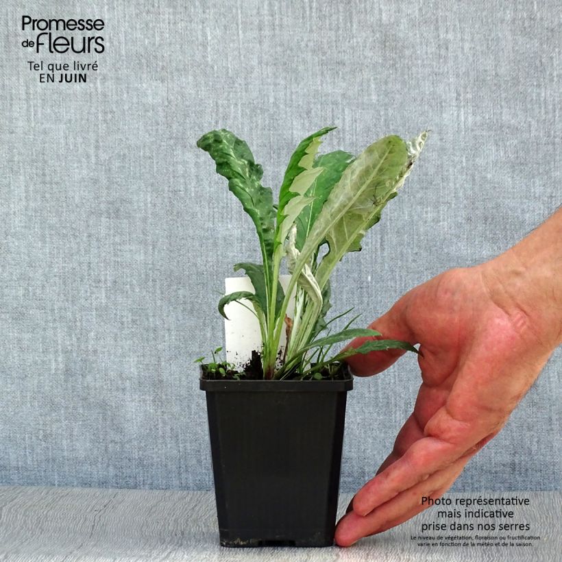 Amostra de Echinops ritro Veitch's Blue Vaso de 8/9 cm tal como entregue no verão