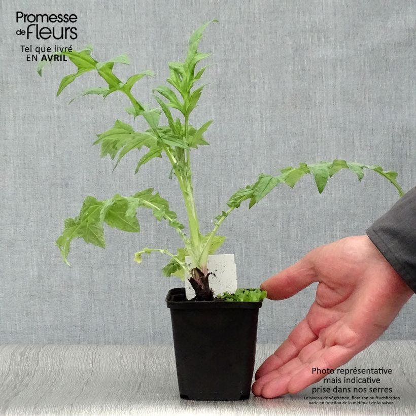 Amostra de Echinops ritro Veitch's Blue Vaso de 8/9 cm tal como entregue na primavera