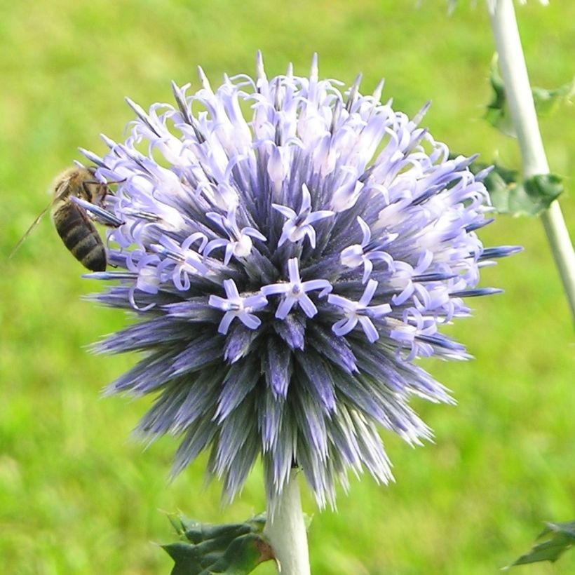Echinops sphaerocephalus (Floração)