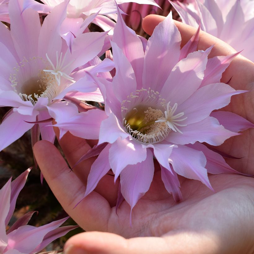 Echinopsis multiplex (Floração)