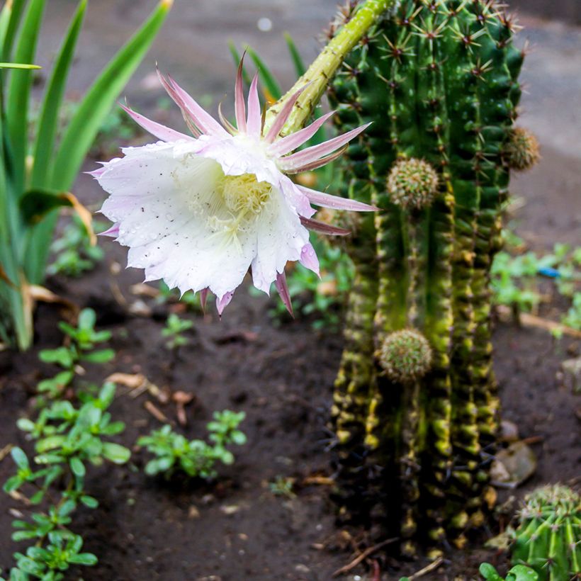 Echinopsis multiplex (Hábito)