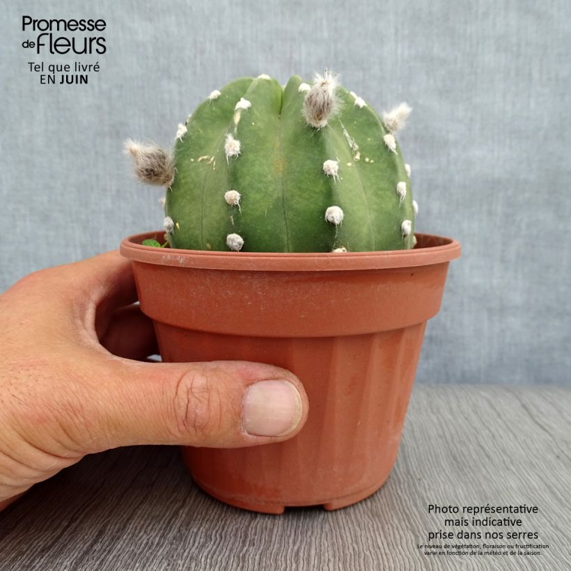 Amostra de Echinopsis subdenudata Vaso de 12 cm/13 cm tal como entregue no verão