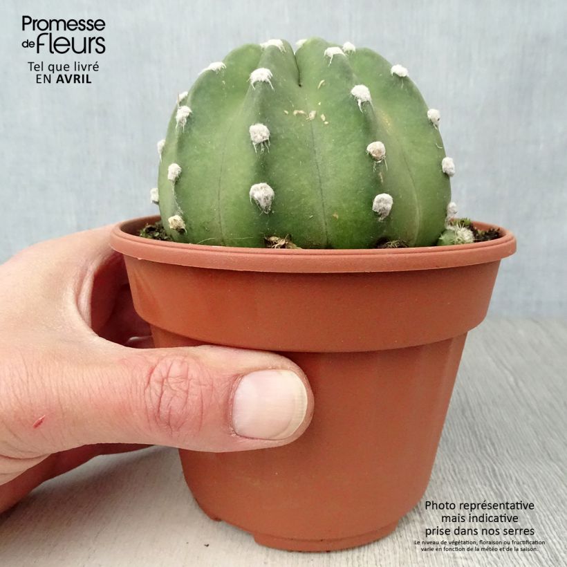 Amostra de Echinopsis subdenudata Vaso de 12 cm/13 cm tal como entregue no inverno