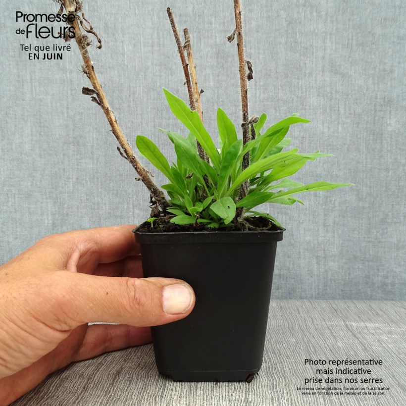Amostra de Echium amoenum Red Feathers Vaso de 8/9 cm tal como entregue no verão