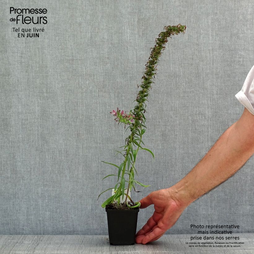 Amostra de Echium amoenum Red Feathers Vaso de 8/9 cm tal como entregue na primavera