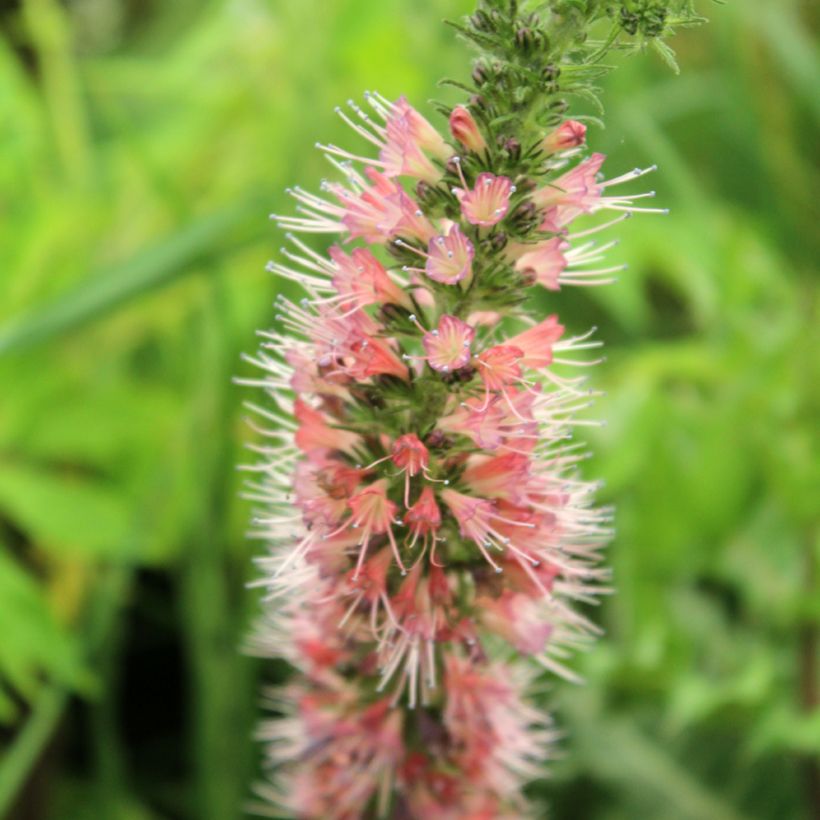 Echium amoenum Red Feathers (Floração)