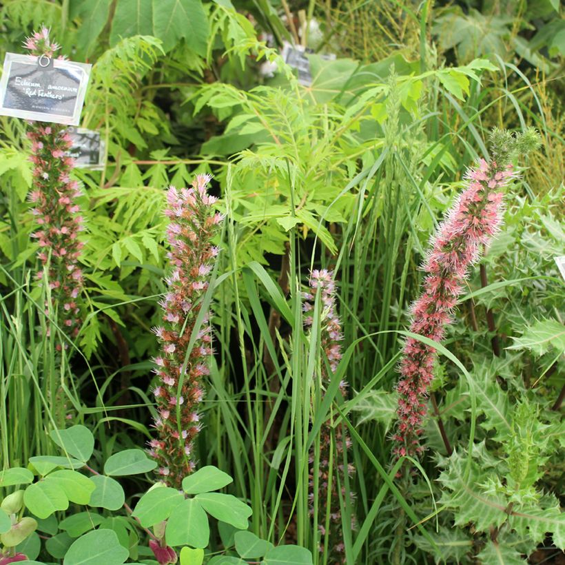 Echium amoenum Red Feathers (Hábito)