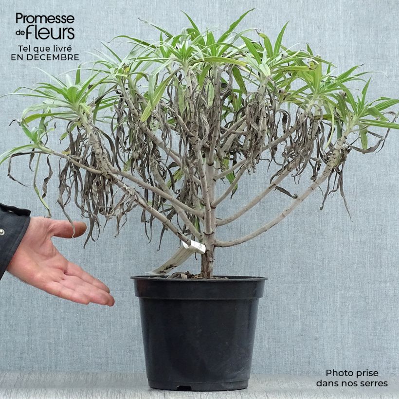 Amostra de Echium fastuosum (candicans) - Vipérine de Madère Vaso de 7,5 L/10 L tal como entregue no inverno