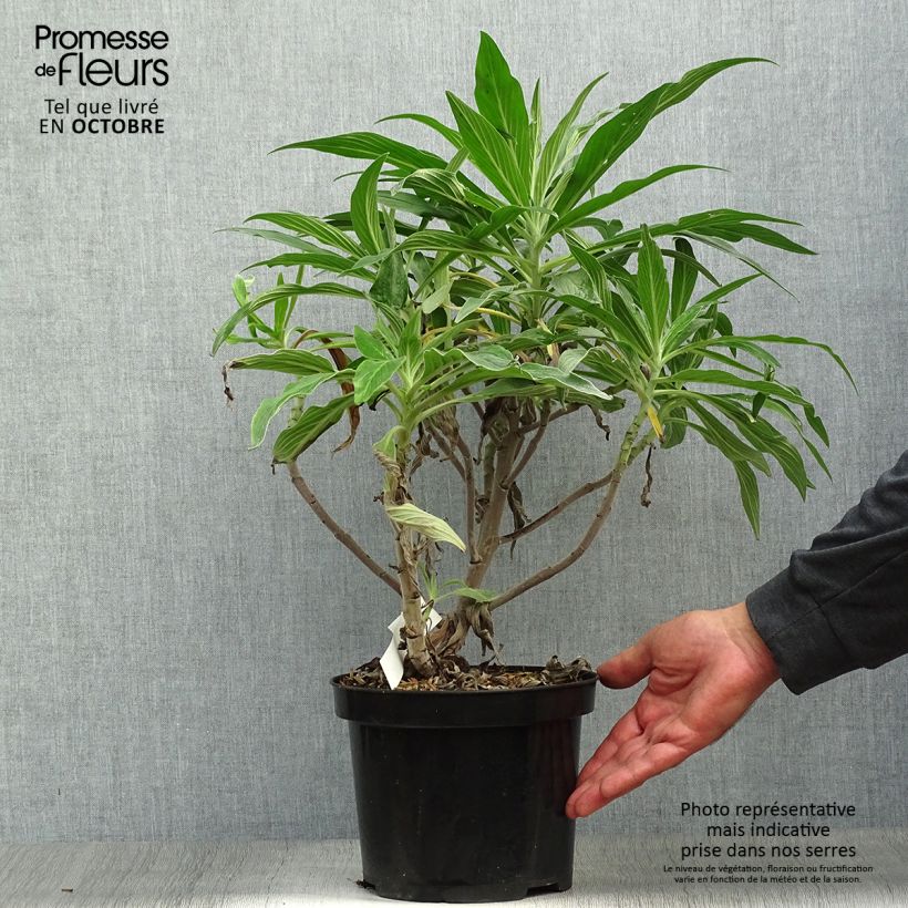 Amostra de Echium candicans Vaso de 3 L/4 L tal como entregue no outono