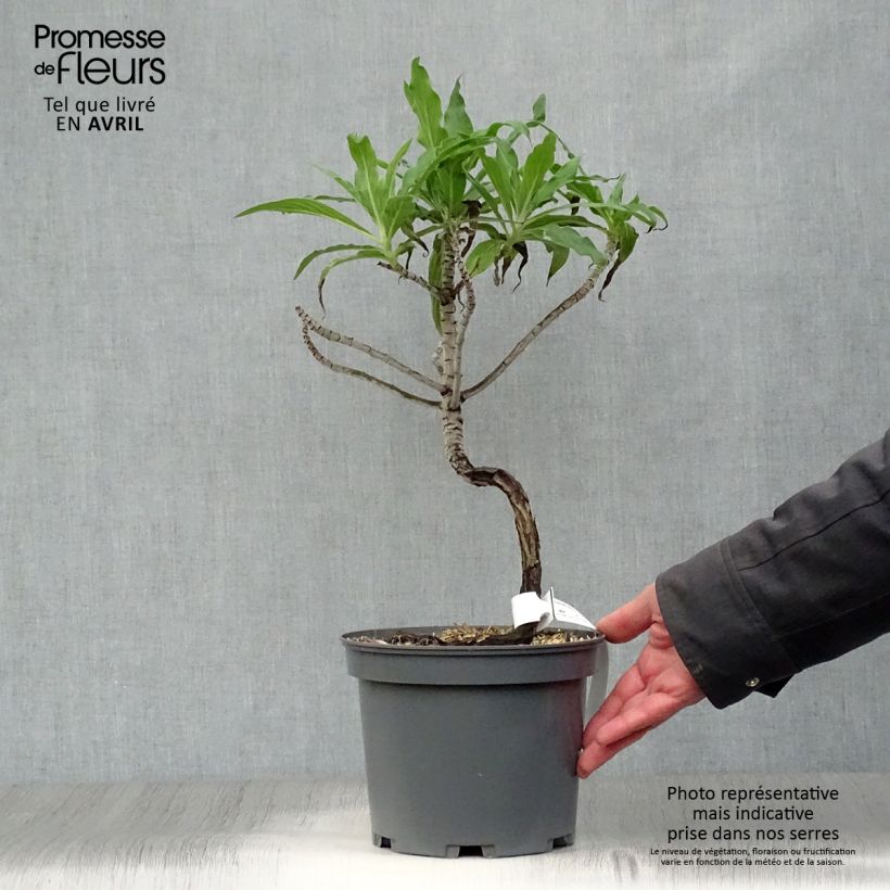 Amostra de Echium candicans Vaso de 3 L/4 L tal como entregue na primavera