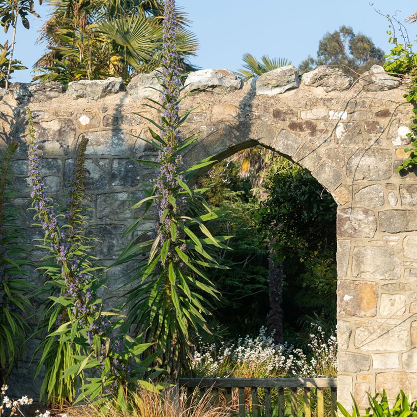 Echium pininana em sementes (Hábito)