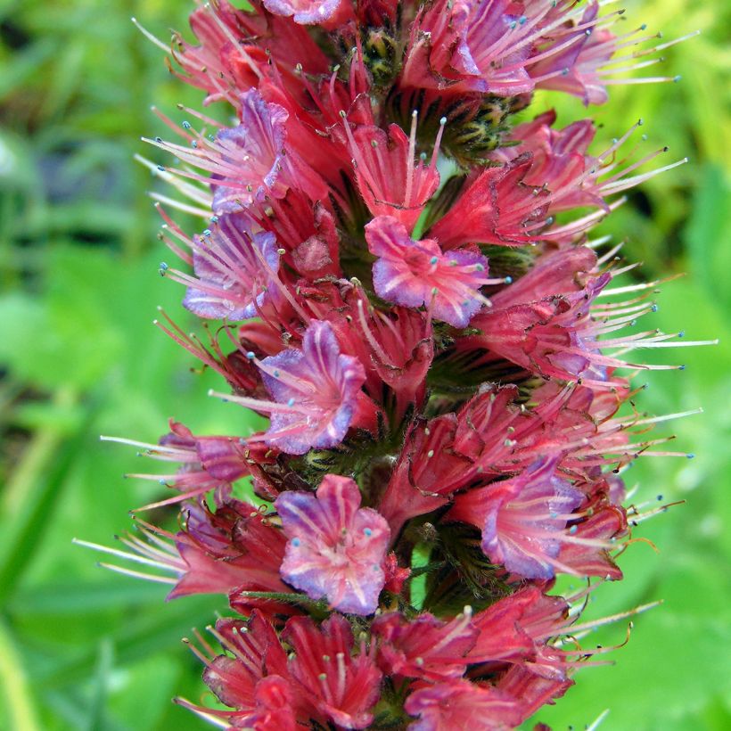 Echium russicum (Floração)