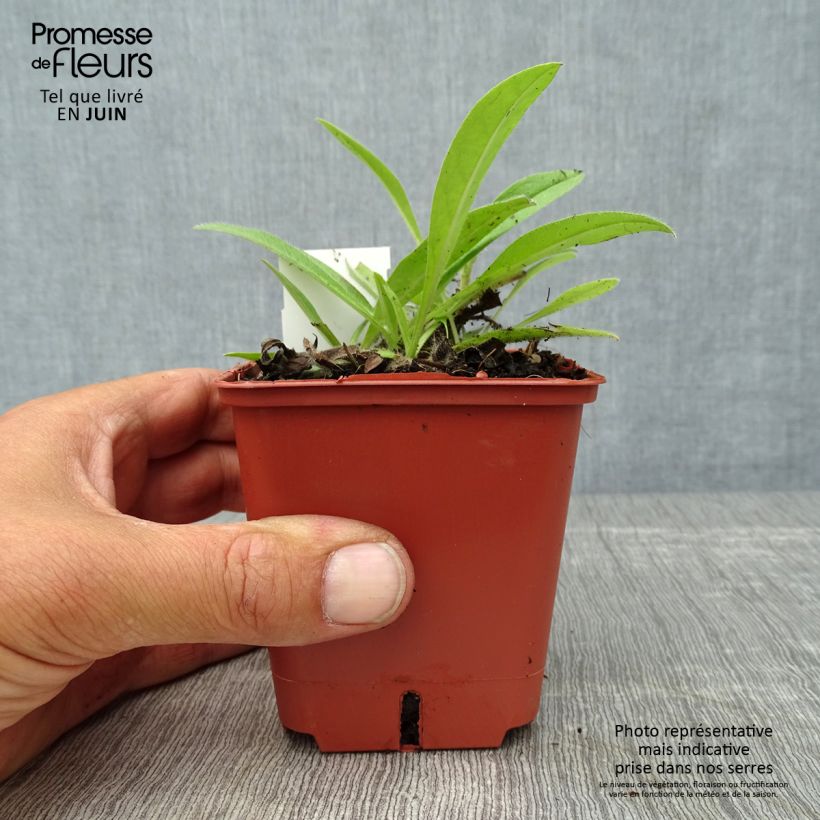 Amostra de Echium russicum Vaso de 8/9 cm tal como entregue no verão