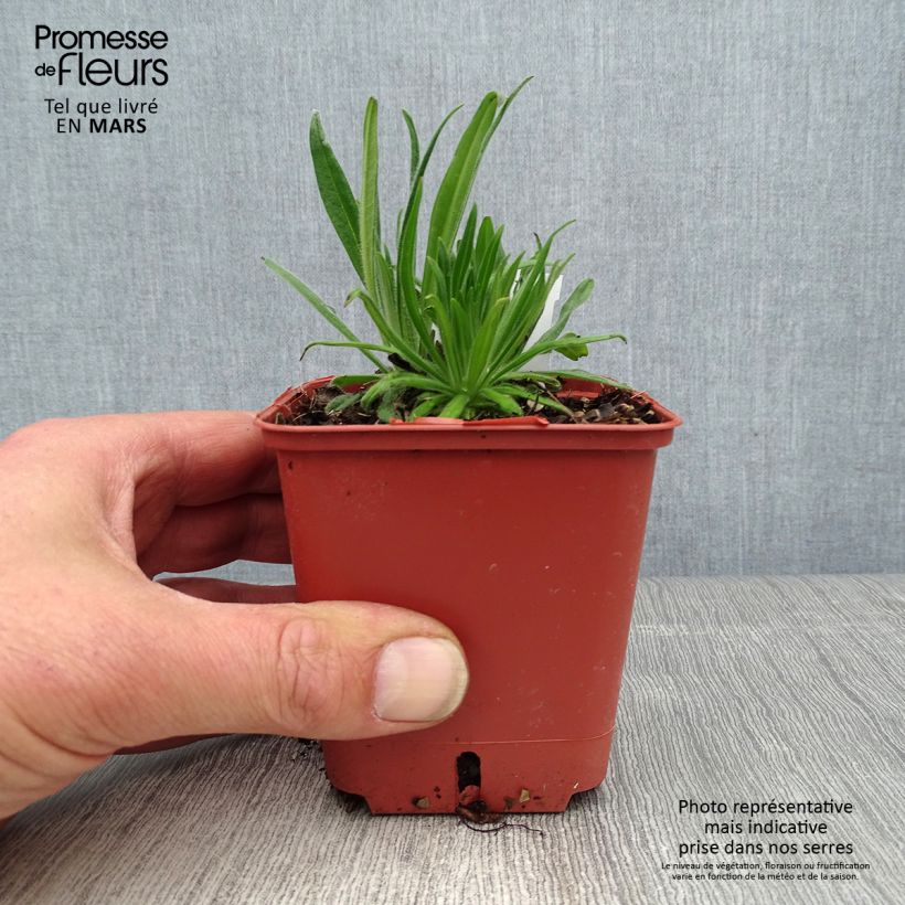 Amostra de Echium russicum Vaso de 8/9 cm tal como entregue na primavera