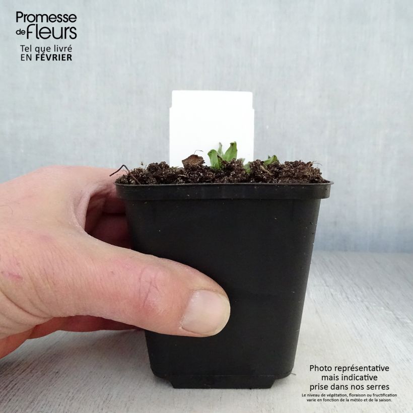 Amostra de Echium vulgare Vaso de 8/9 cm tal como entregue no inverno