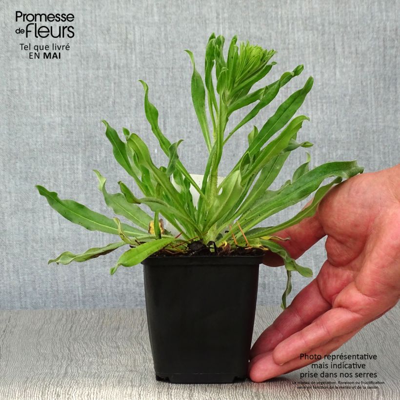 Amostra de Echium vulgare Vaso de 8/9 cm tal como entregue na primavera