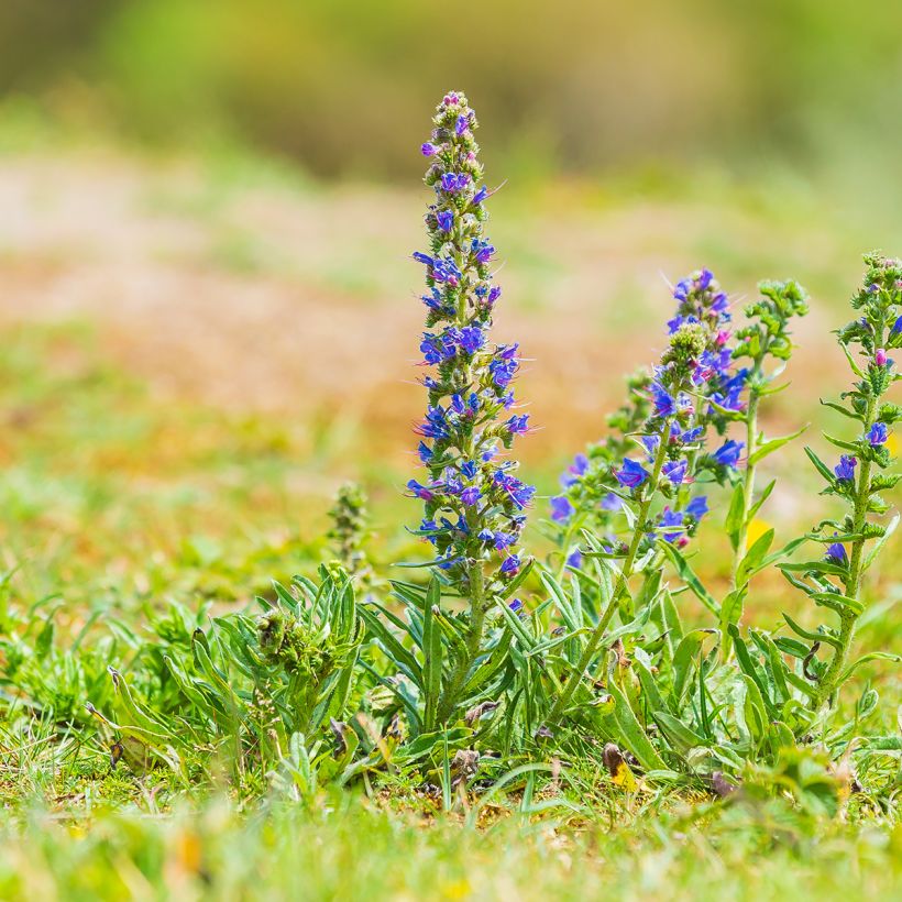 Echium vulgare (Hábito)