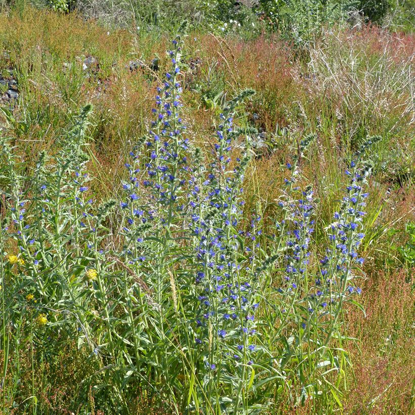 Echium vulgare em sementes (Hábito)