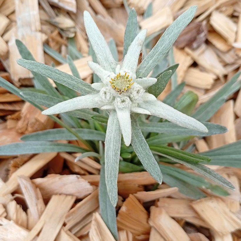 Leontopodium alpinum (Hábito)