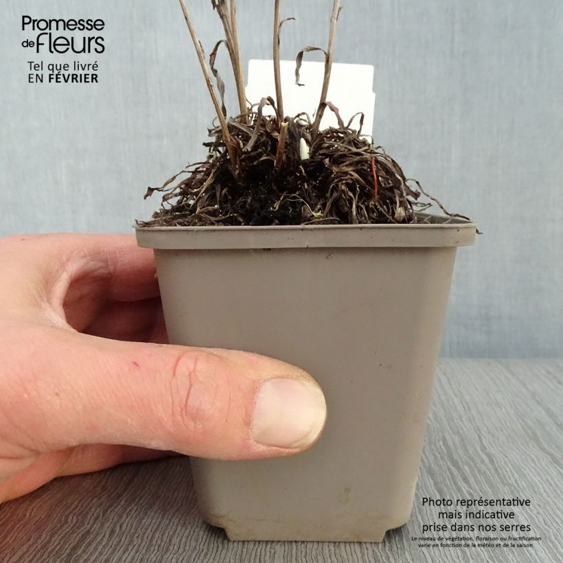 Amostra de Edelweiss des Alpes, Leontopodium alpinum Vaso de 8/9 cm tal como entregue no inverno