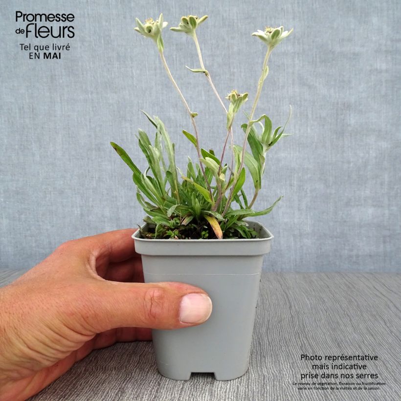 Amostra de Leontopodium alpinum Vaso de 8/9 cm tal como entregue na primavera