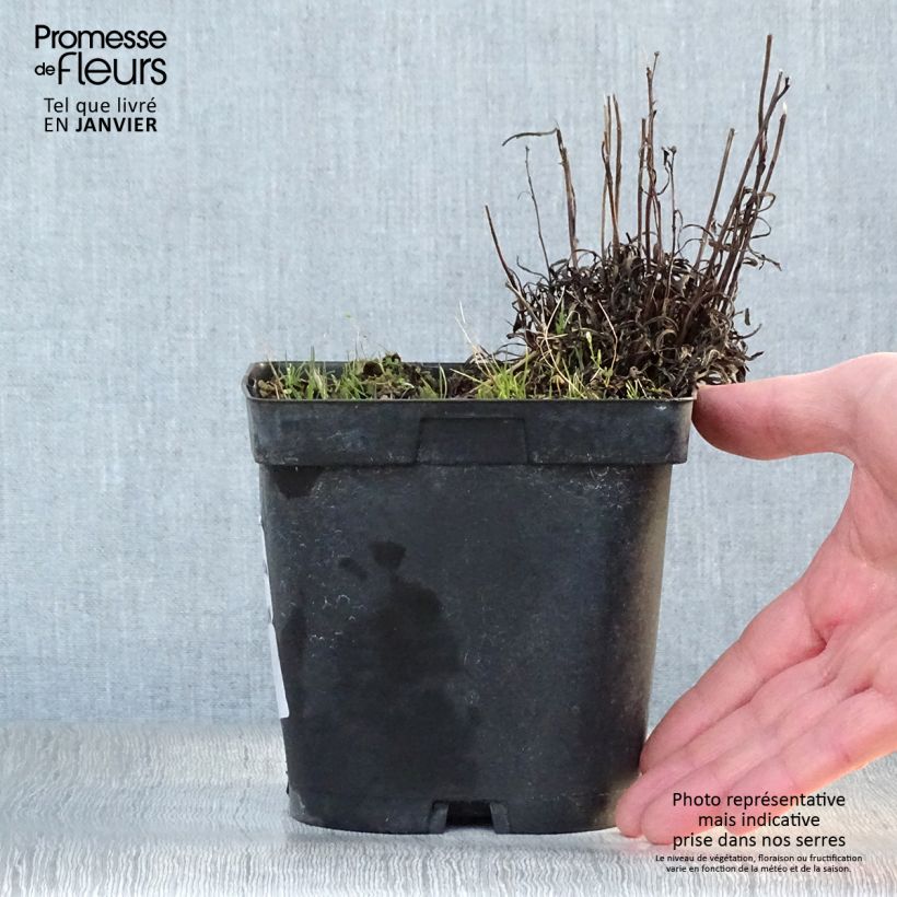 Amostra de Edelweiss des Alpes, Leontopodium alpinum Vaso de 2 L/3 L tal como entregue no inverno