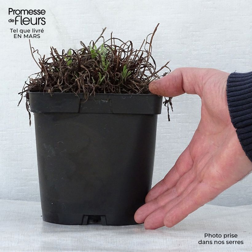 Amostra de Leontopodium alpinum Vaso de 2 L/3 L tal como entregue na primavera