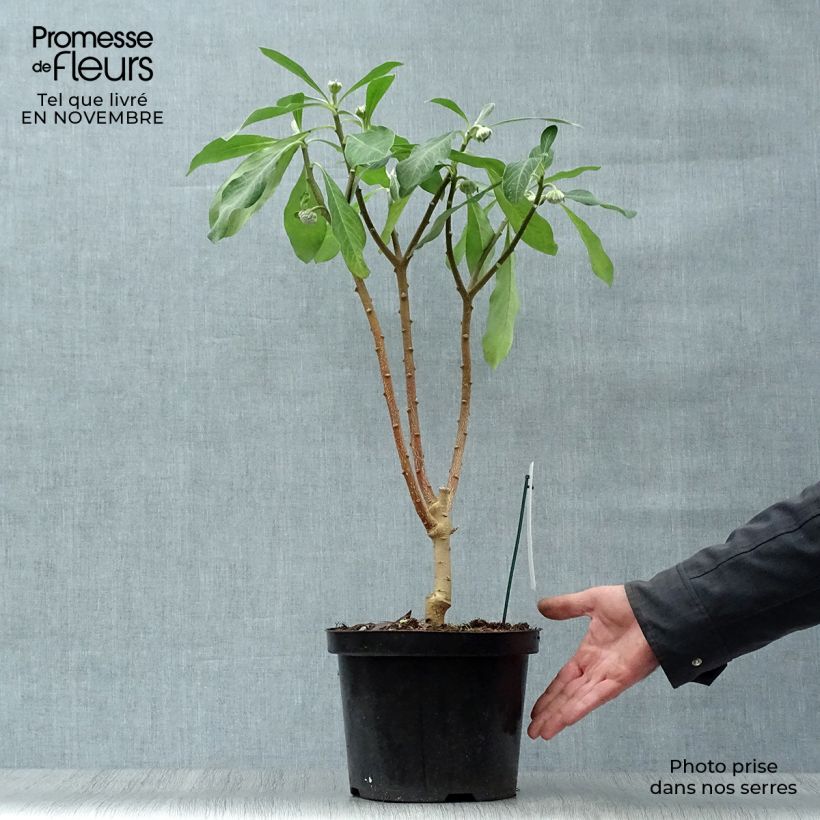 Amostra de Edgeworthia chrysantha Grandiflora Vaso de 4 L/5 L tal como entregue no outono