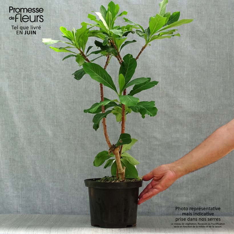 Amostra de Edgeworthia chrysantha Grandiflora Vaso de 4 L/5 L tal como entregue no verão