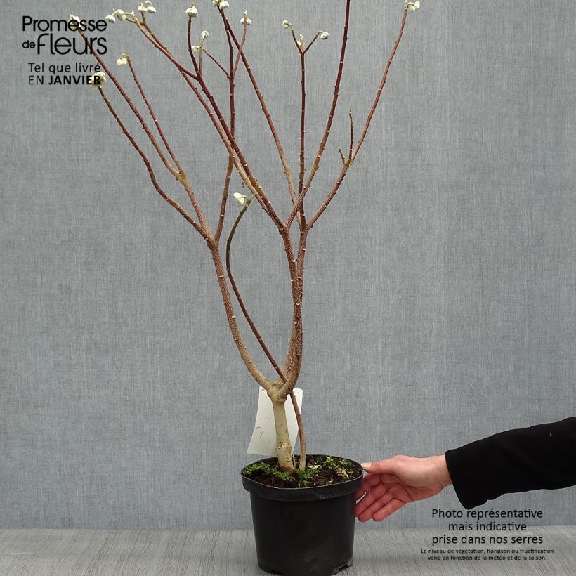Amostra de Edgeworthia chrysantha Grandiflora Vaso de 4 L/5 L tal como entregue no inverno