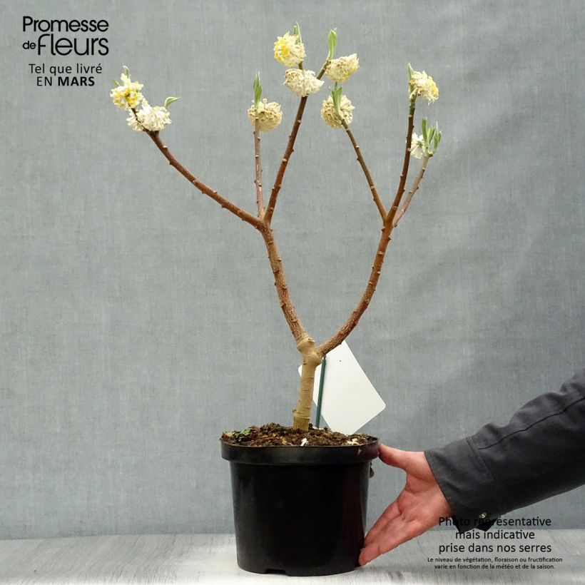 Amostra de Edgeworthia chrysantha Grandiflora Vaso de 4 L/5 L tal como entregue na primavera