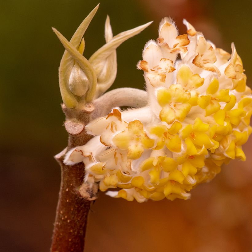 Edgeworthia chrysantha Grandiflora (Floração)
