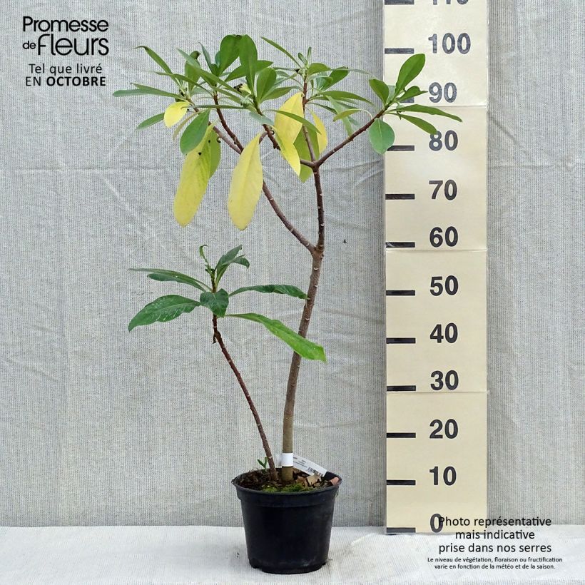 Amostra de Edgeworthia chrysantha Nanjing Gold Vaso de 2 L/3 L tal como entregue no outono