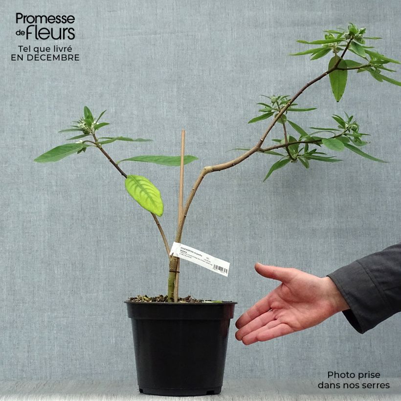 Amostra de Edgeworthia chrysantha Red Dragon Akebono Vaso de 3 L/4 L tal como entregue no inverno