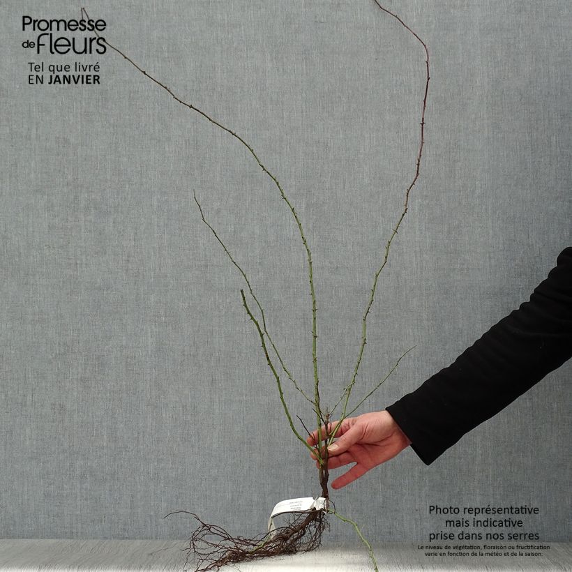 Amostra de Rosa canina  - Roseira brava Raízes nuas tal como entregue no inverno