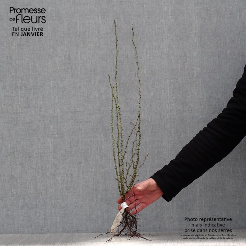 Amostra de Eglantier odorant - Rosa rubiginosa Raízes nuas tal como entregue no inverno