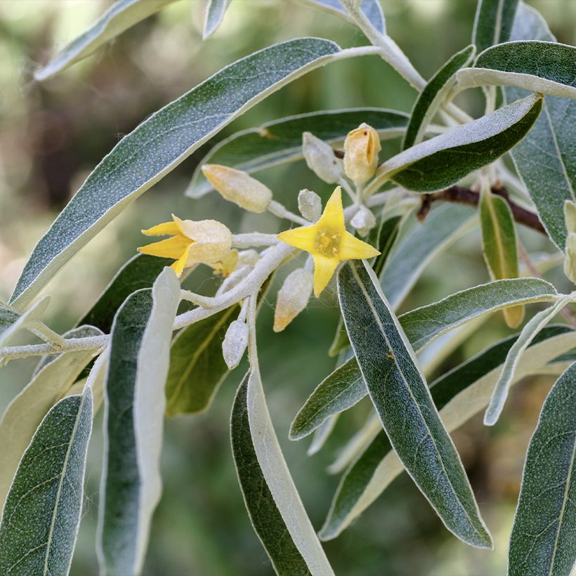 Oliveira-da-Rússia (Floração)
