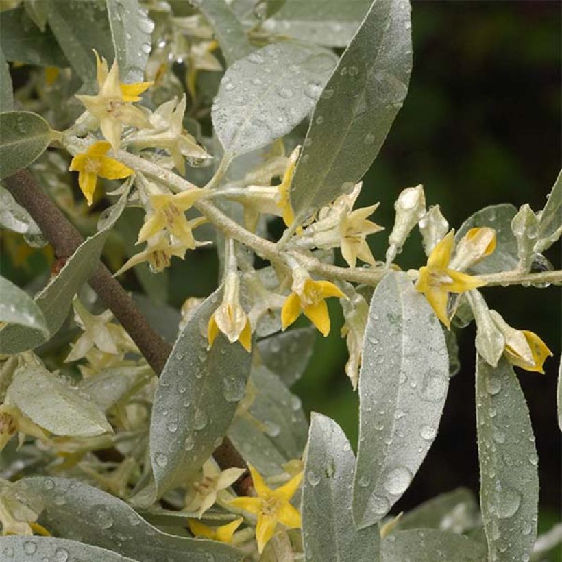 Elaeagnus commutata Zempin (Floração)