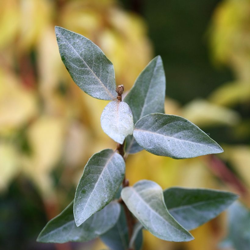 Elaeagnus commutata Zempin (Folhagem)