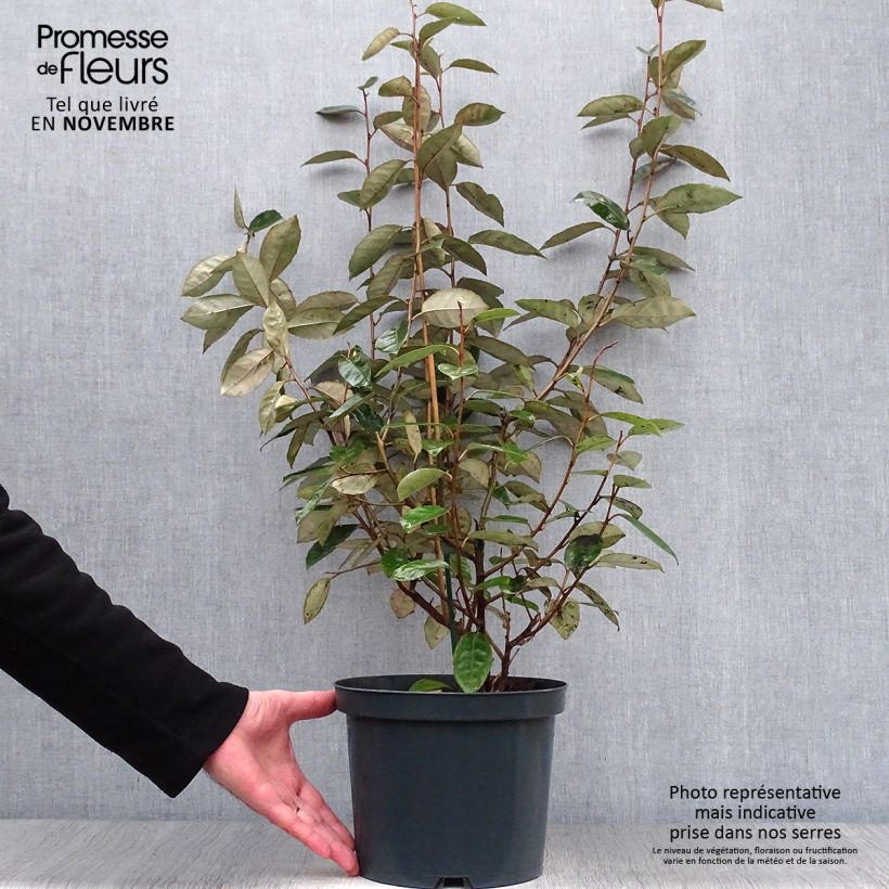 Amostra de Elaeagnus ebbingei Vaso de 4 L/5 L tal como entregue no outono