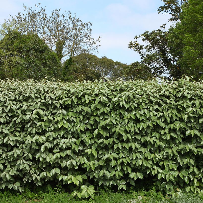 Elaeagnus ebbingei (Hábito)