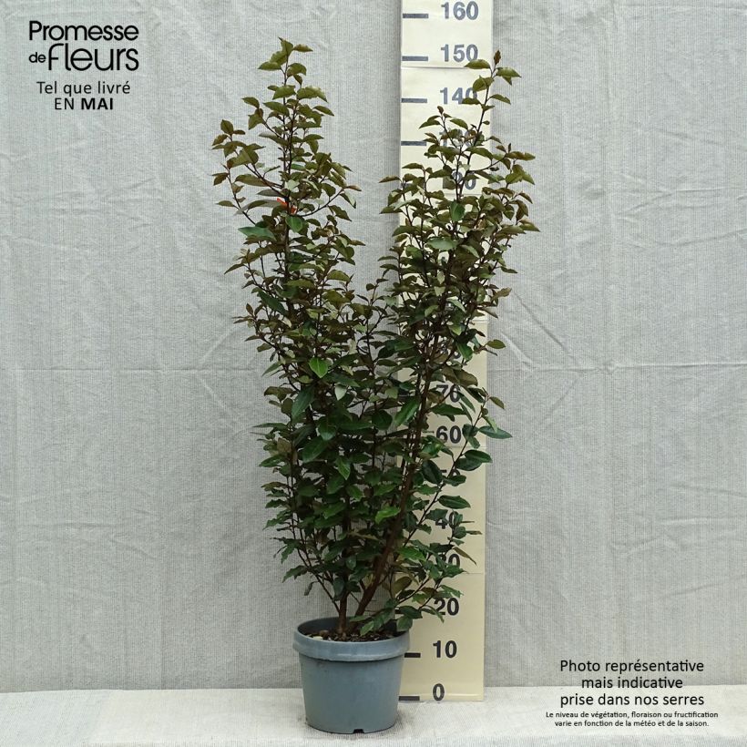 Amostra de Elaeagnus ebbingei Vaso de 7,5 L/10 L tal como entregue na primavera