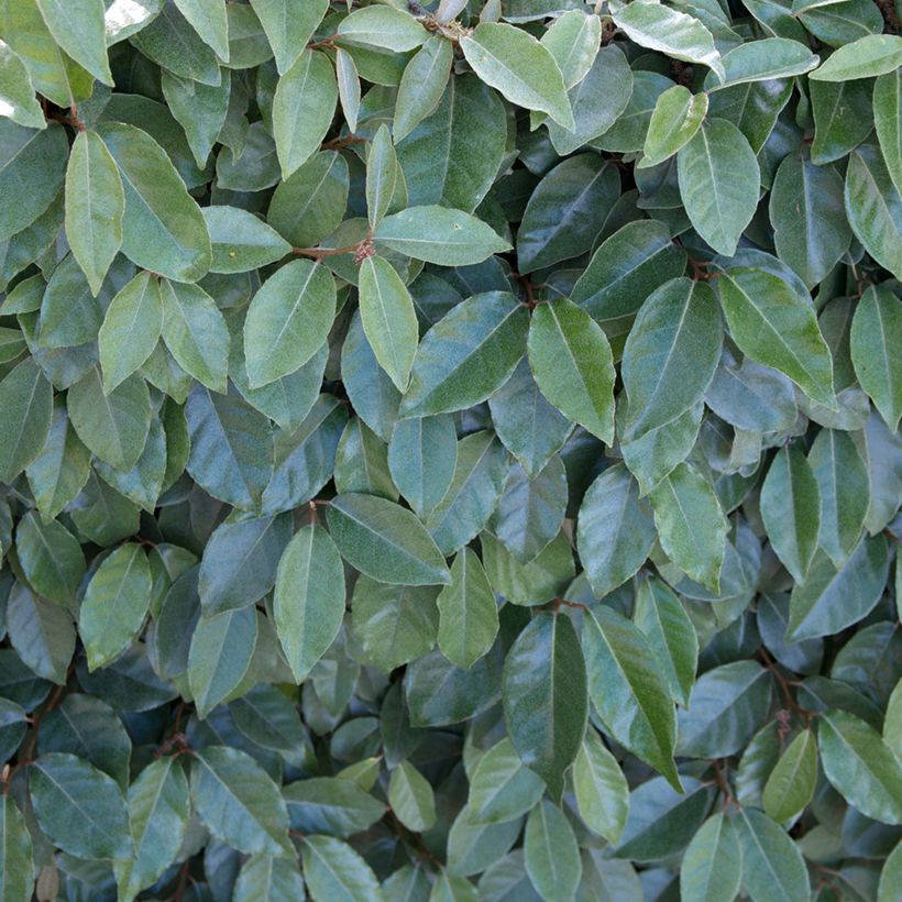 Elaeagnus ebbingei Compacta (Folhagem)