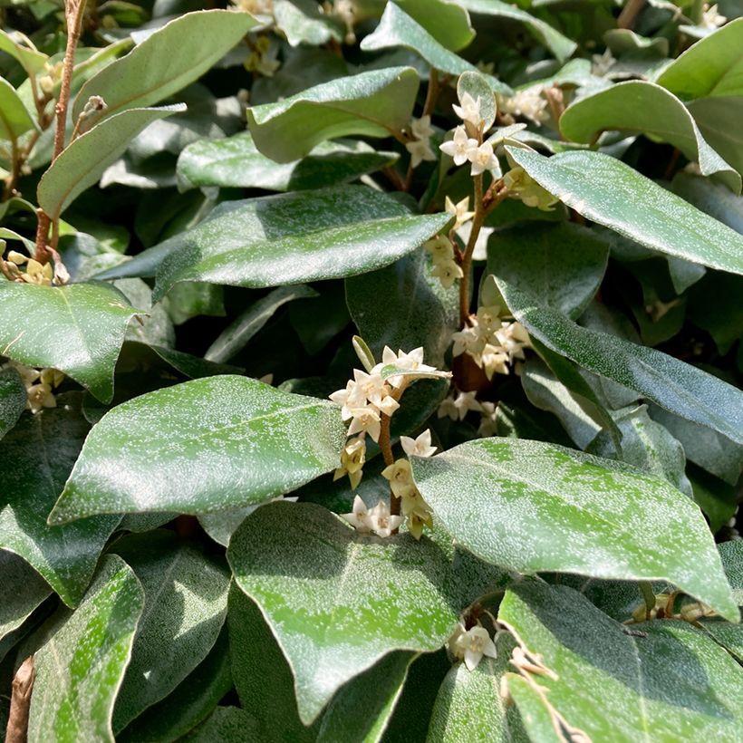 Elaeagnus ebbingei Compacta (Floração)