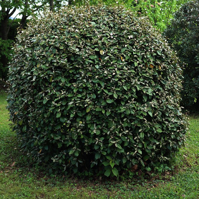 Elaeagnus ebbingei Compacta (Hábito)
