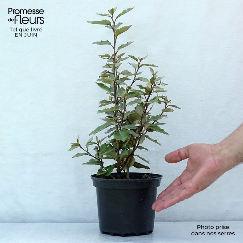 Amostra de Elaeagnus ebbingei Compacta Vaso de 2 L/3 L tal como entregue no verão