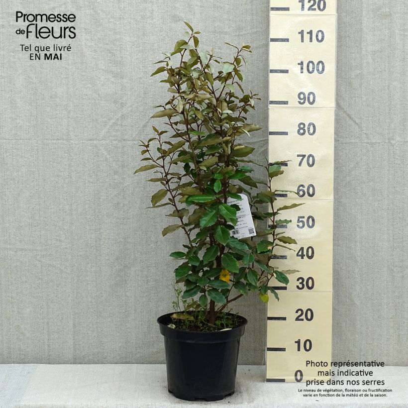 Amostra de Elaeagnus ebbingei Compacta Vaso de 7,5 L/10 L tal como entregue na primavera