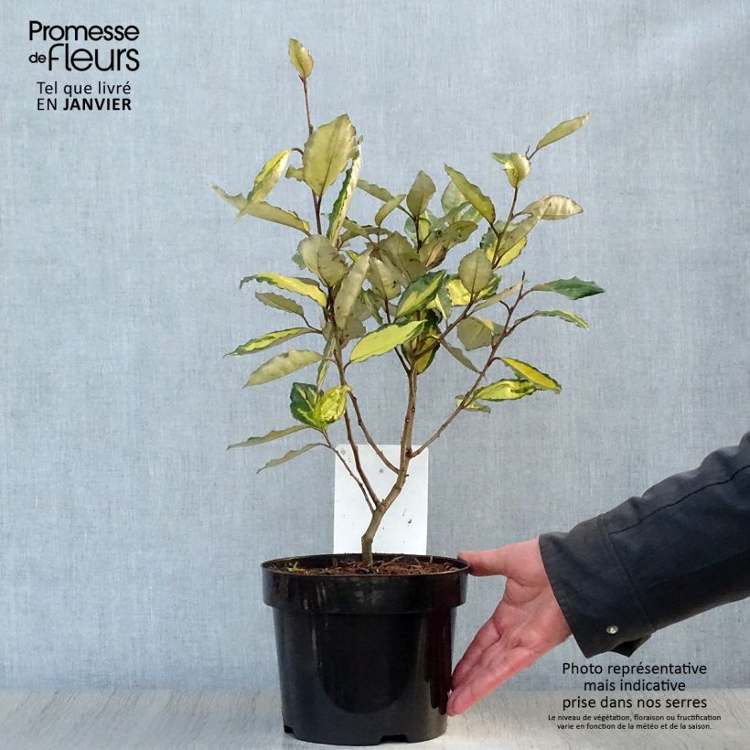 Amostra de Elaeagnus ebbingei Eleador - Chalef Vaso de 3 L/4 L tal como entregue no inverno